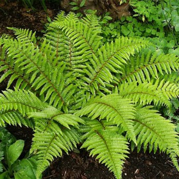 Fougère-e1455531700341